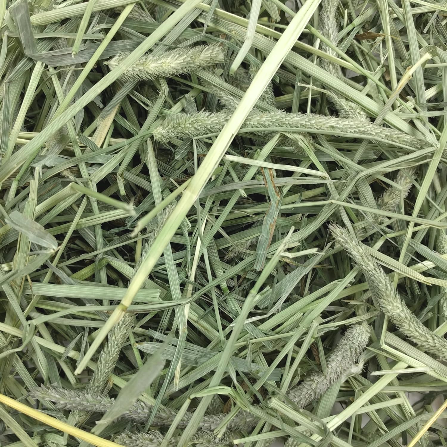 Oxbow Western Timothy Hay, Guinea Pig Hay, Small Pet Bunny Supplies, All Natural Grass for Guinea Pig, Bunny, Chinchilla & Hamster, Oxbow Rabbit Supplies for Bunnies, 90 oz. bag image 6